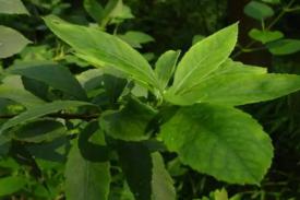 昆药集团天然植物原料药创新基地建设项目可行性钻研