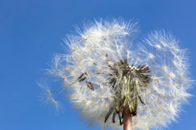 蒲公英种植及加工项目可行性钻研汇报