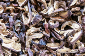 云南省曲靖市干巴菌食用菌种繁育基地建设项目可行性钻研汇报