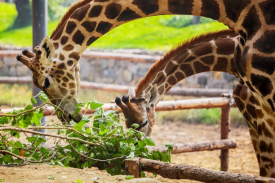 野活泼物园项目可行性钻研汇报