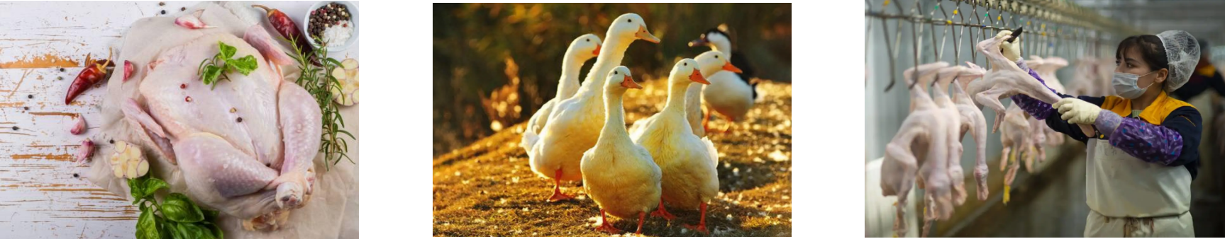 rb88随行版-rb88手机随行版登录入口